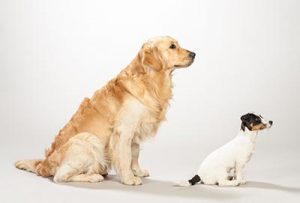 Side on view of golden retriever and terrier dog sitting together