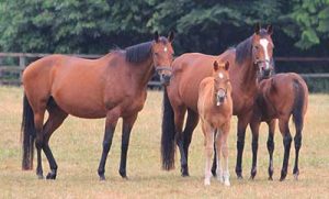 two mares with foals standing in paddock together resting