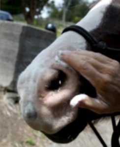 Fingers applying Vetpro sunblock powder to a pink horse nose.