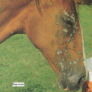 Horses face showing signs of ringworm
