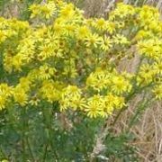 Ragwort which is toxic to horses and means the paddock is not suitable for grazing horses.